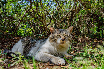 Naklejka na ściany i meble 小牧山城中腹の公園で休憩中の猫