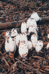 Mushrooms dung is white.