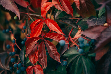 Beautiful solid bright red-green natural background is presented in the form of wild grapes. Leaves are bright red cover the wall of the house or fence. Autumn wallpaper background with copy space