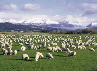 Fotobehang New Zealand, South Island with sheep grazing near TeAnau.. © 169169