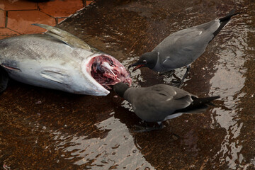 The lava gull, dusky gull (Leucophaeus fuliginosus) at the fish market, Ecuador .