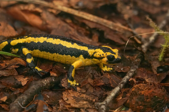 Closeup on the Iberian live bearing fire salamander, Salamandra