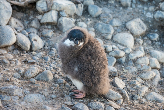 Portrait of young Adelie penguin (Pygoscelis adeliae) standing on rocks