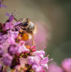 bee on pink flower