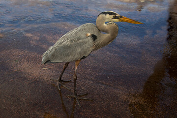 Great blue heron (Ardea herodias)