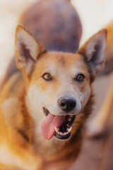 Cute ginger dog, close-up