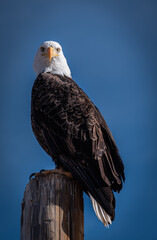 american bald eagle