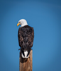bald eagle on a fence