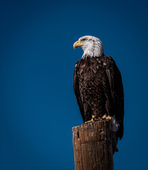 american bald eagle