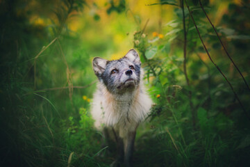 Arctic fox in summer, portrait, close-up