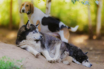 Black and white husky dog ​​resting in summer