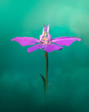 Purple Consolida regalis on a turquoise background