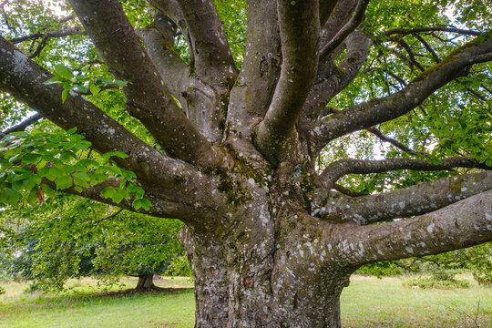 Trunk of old beech tree (Fagus sylvatica)