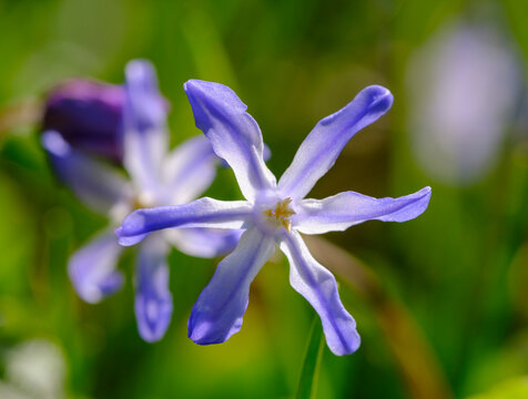 Head of purple blooming Bossiers glory-of-the-snow (Scilla luciliae) flower