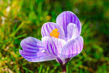 Head of purple blooming crocus