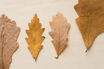 oak leaves on a wooden background