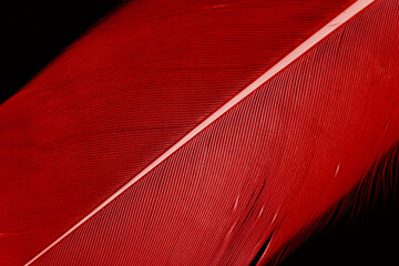 the details of a single red feather on black. the plumage texture in red for any creative design...