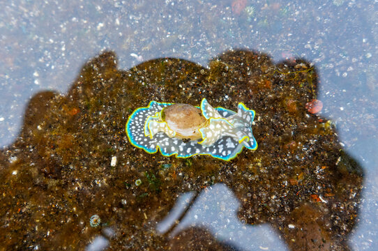 Bladder snail in tide pool