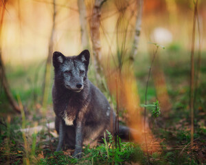 Beautiful Arctic fox in the summer in the forest