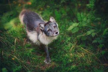 Beautiful Arctic fox in the summer in the forest