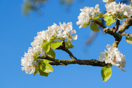 White blossoms of a pear tree (Pyrus communis)