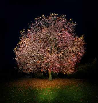 Lone autumn tree at night