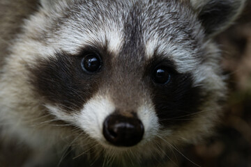 Closeup shot of a cute face of a raccoon looking at the camera © Bärbel Wirth/Wirestock