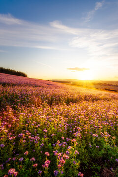 Pink phacelia (Phacelia tanacetifolia) field at summer sunset