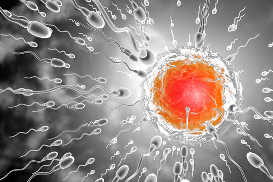 3D Rendered Illustration of sperm cells racing to fertilize egg