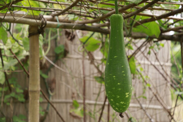 Closeup shot of a green bottle gourd on a blurred background