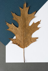 isolated oak leaf on blue and white paper