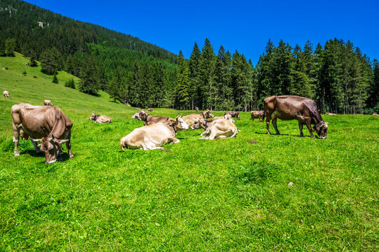 Cattle grazing and relaxing in Tannheimer Tal during summer