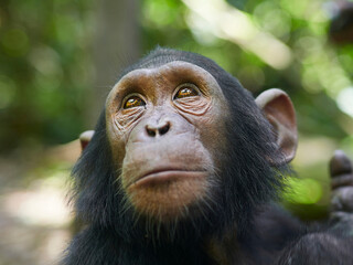 Cameroon, Pongo-Songo, Close-up of Chimpanzee (Pan troglodytes)