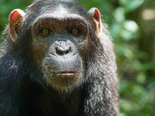 Cameroon, Pongo-Songo, Portrait of young Chimpanzee (Pan troglodytes)