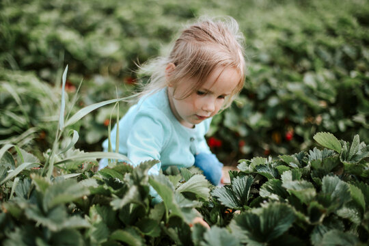 Girl picking ripe strawberries on field