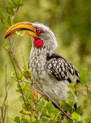 yellow billed hornbill