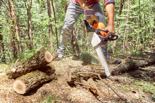 Lumberjack cutting branch with electric saw in forest
