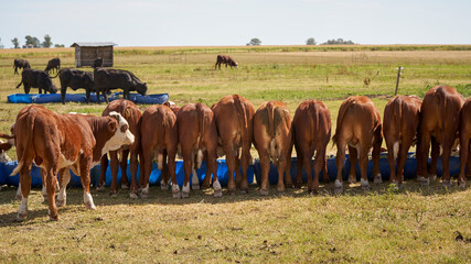 Cattle Feeding. bulls cows eating from feed trough. Cattle Feeding. bulls cows eating from feed...