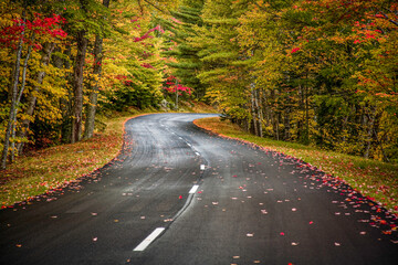 road in autumn forest