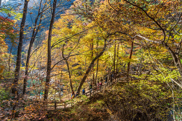 【栃木県】紅葉時期の龍王峡