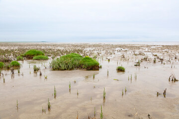 Germany, Lower Saxony, Salicornia growing in Wadden Sea National Parks
