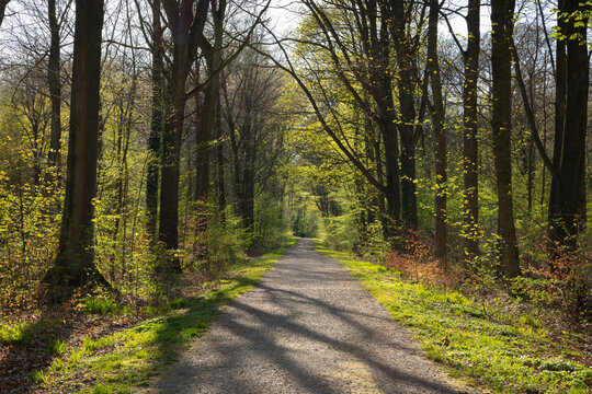 Germany, North Rhine-Westphalia, Dortmund, Forest road in springtime&Ocirc;&oslash;&Omega;Kurler&Ocirc;&oslash;&Omega;Busch park