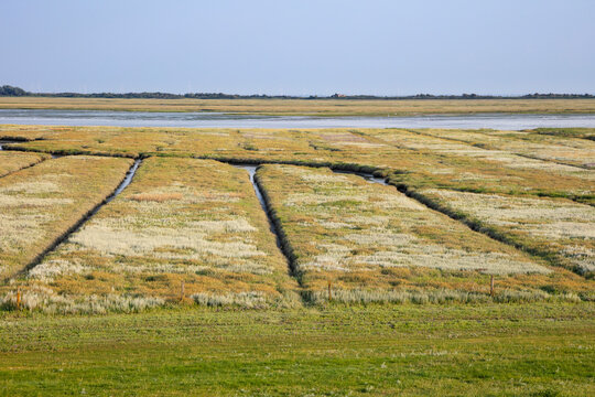 Green salt marsh at national park against clear blue sky on sunny day