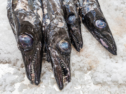 Portugal, Madeira, Funchal, Black swordfish (Aphanopus carbo) on crushed ice at fish market