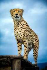 portrait of a cheetah