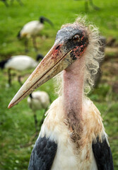 close up of a stork