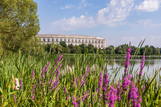 Germany, Bavaria, Nuremberg, Purple wildflowers blooming on grassy lakeshore in Volkspark Dutzendteich park with Congress Hall in background