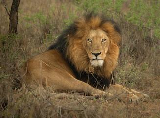 Plakat male lion in the wild