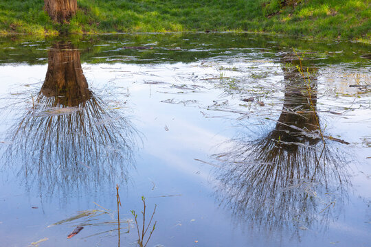 Germany, North Rhine-Westphalia, Dortmund, Bare willows reflecting on surface of shiny pond in Kurler Busch park