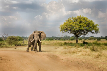Fototapeta na wymiar elephants in the wild